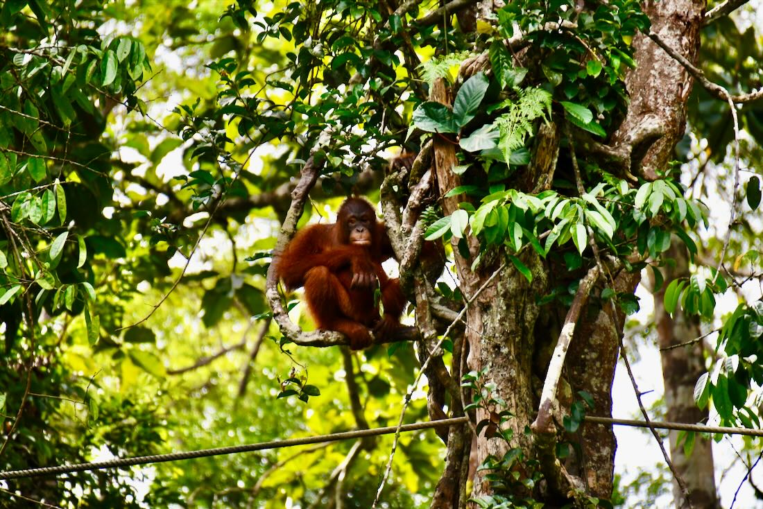 Kleiner Orang Utan im Semenggoh Wildlife Centre