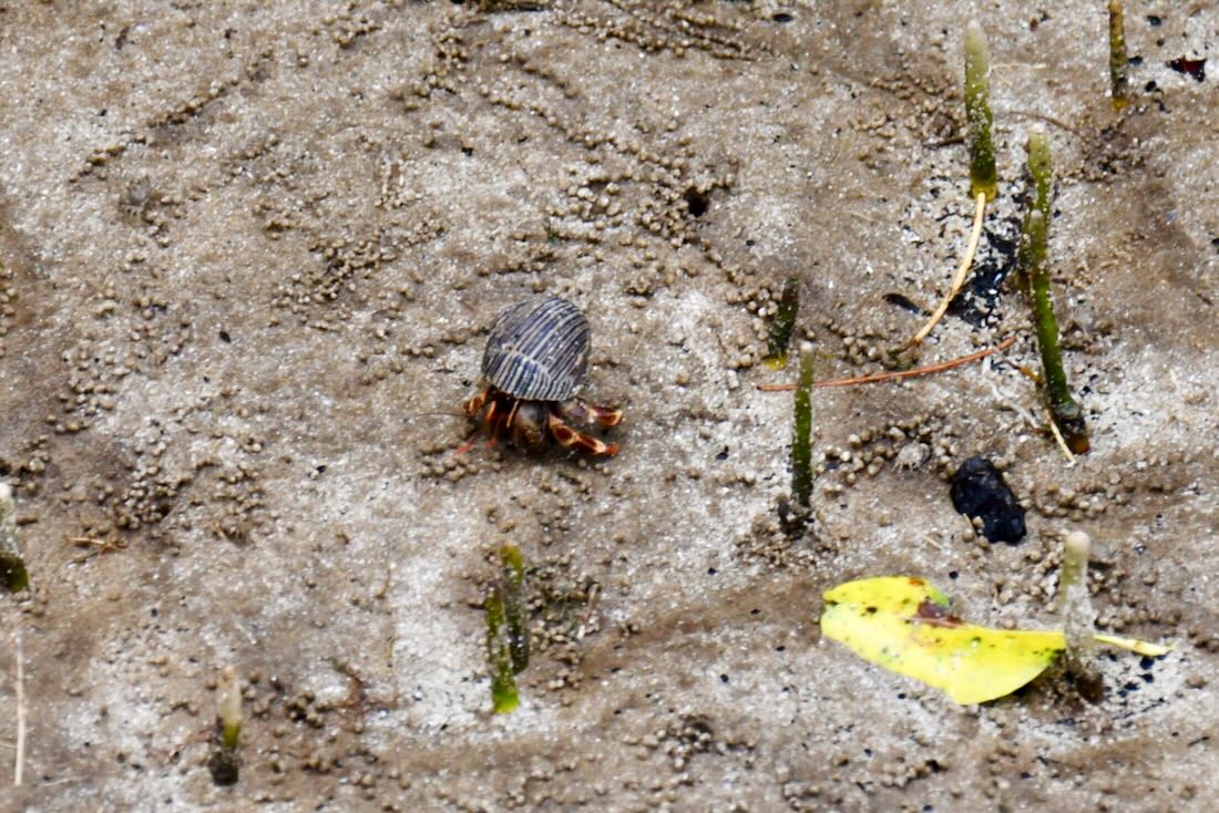Krebs im Bako Nationalpark