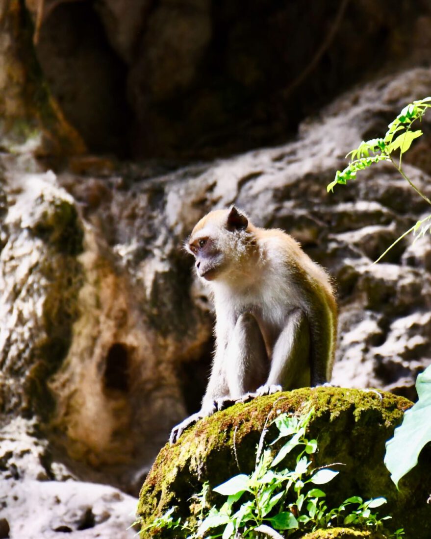 Makaken Affen an den Batu Caves