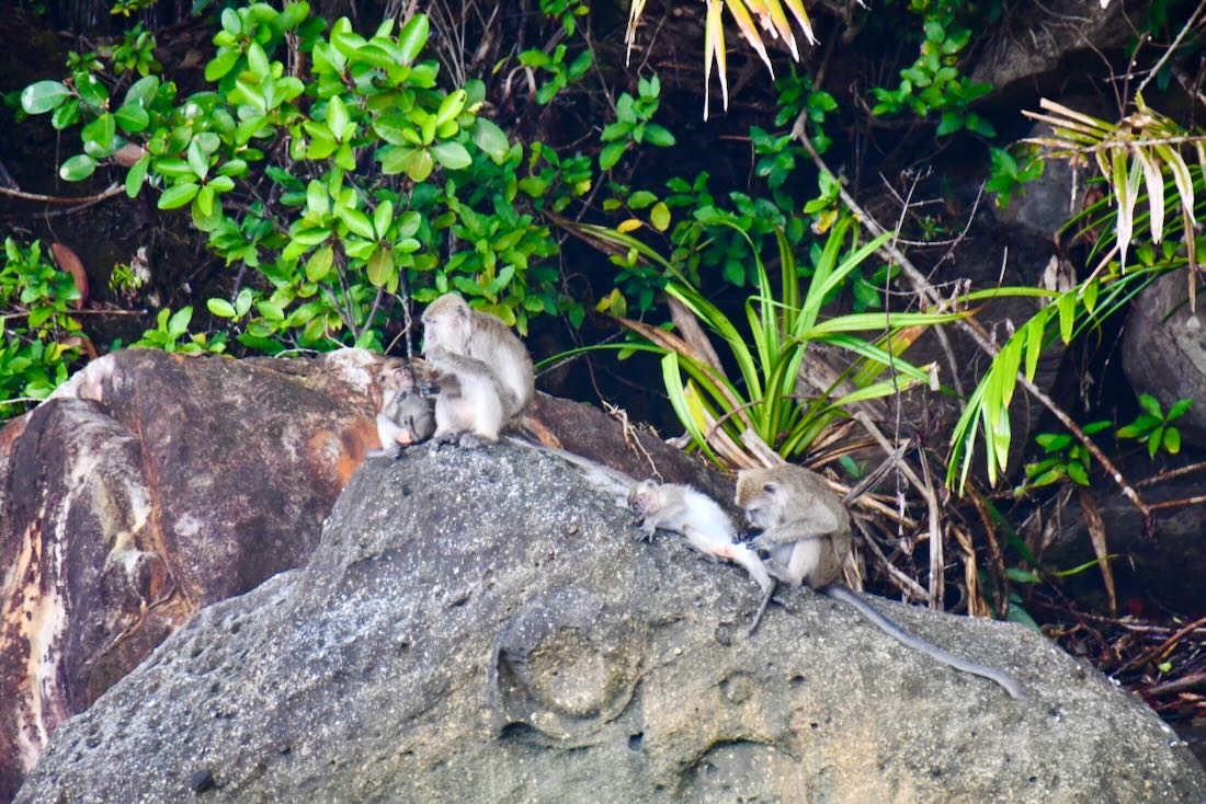 Makaken Affen im Bako Nationalpark