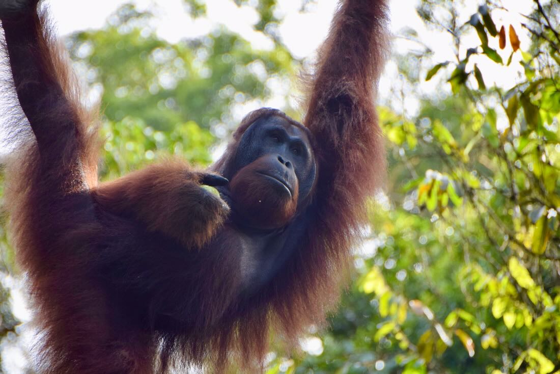 Orang Utan im Semenggoh Wildlife Centre in Malaysia