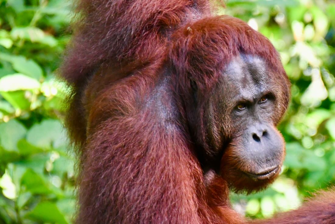 Orang Utans im Semenggoh Wildlife Centre auf Borneo