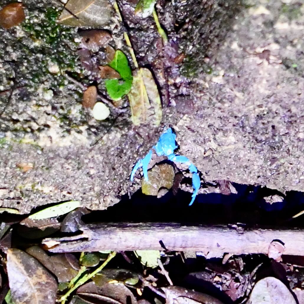Skorpion bei der Nachtwanderung im Taman Negara in Malaysia