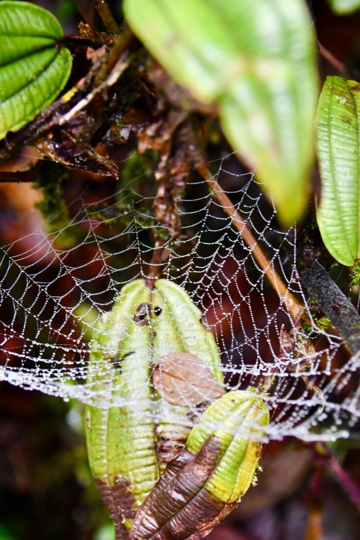 Spinnennetz im Mossy Forest in Malaysia