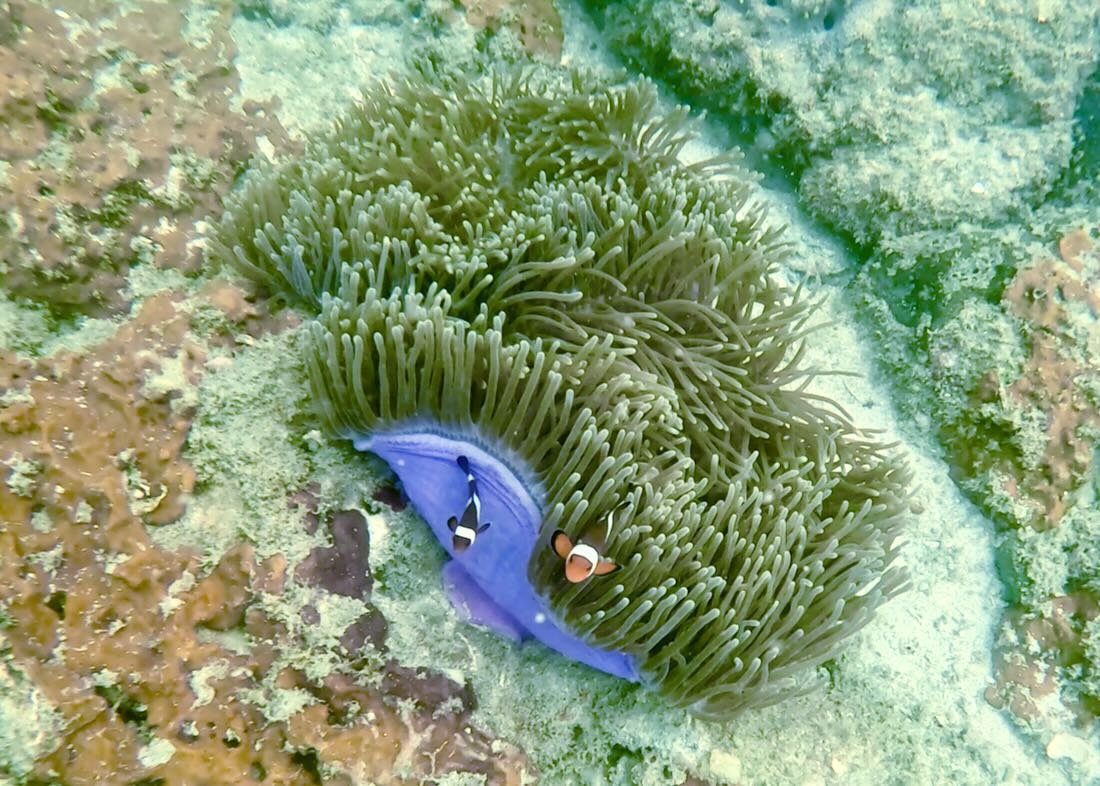 Zwei Clownfische auf Langkawi