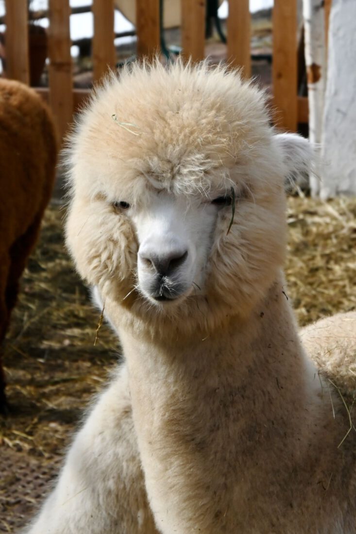 Alpaka in Ramsau am Dachstein