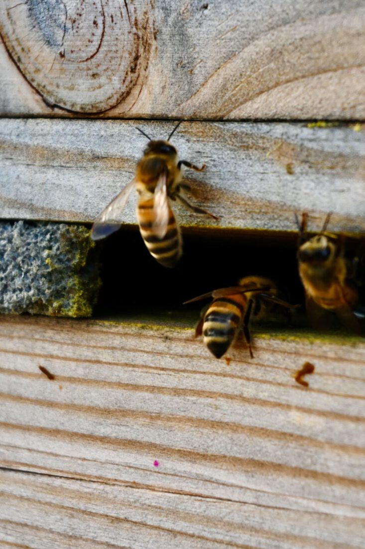 Bienen in Lenggries