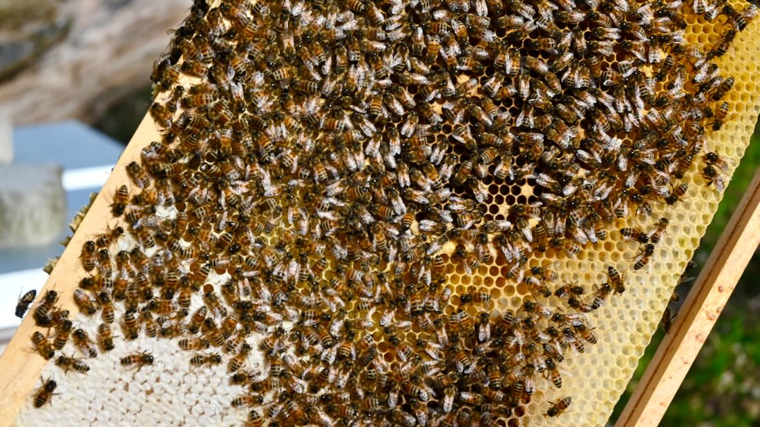 Ein Bienenstock der Lenggrieser Honigmanufaktur