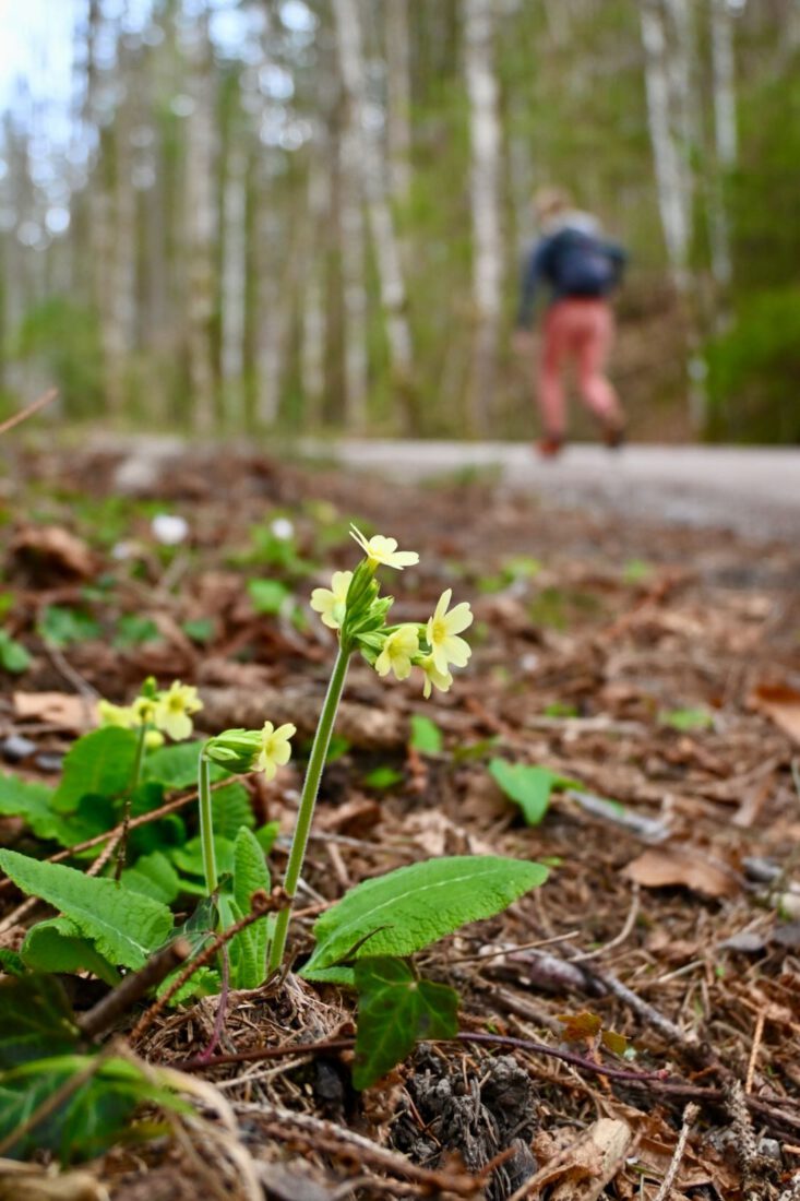 Frühblüher am Wegesrand