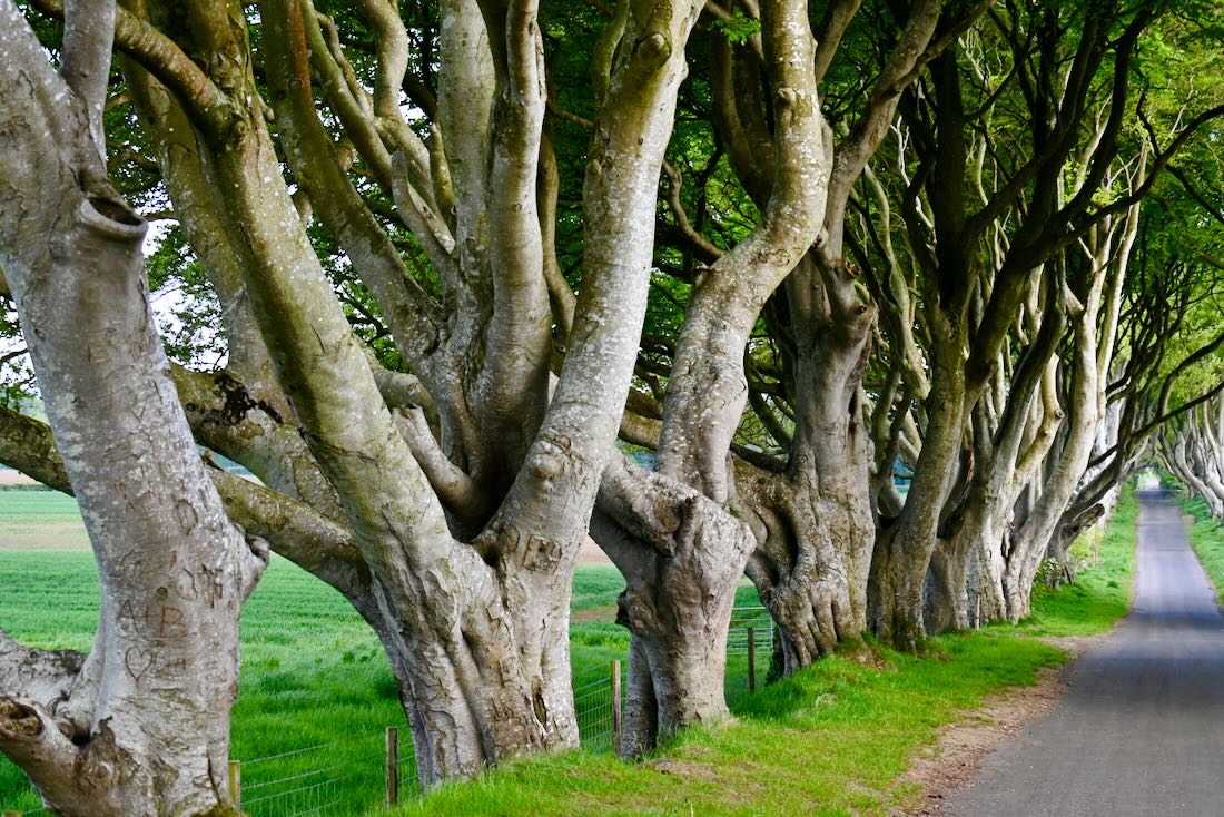 The Dark Hedges - imposante Buchenalle aus Game of Thrones
