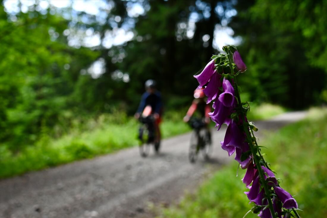 Das Erzgebirge blüht auf der Blockline