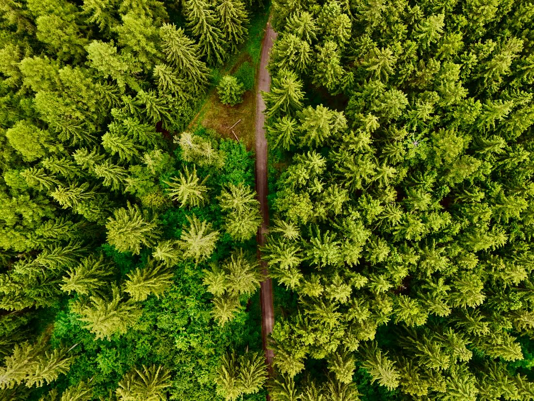 Der Wald im Erzgebirge