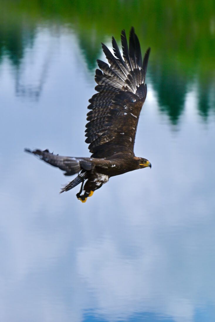 An der AdlerBühne Ahorn fliegt ein Greifvogel