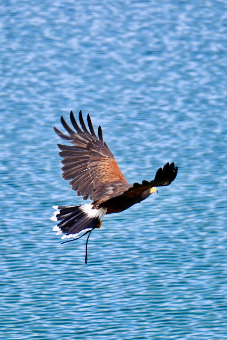 Ein Greifvogel bei der AdlerBühne Ahorn