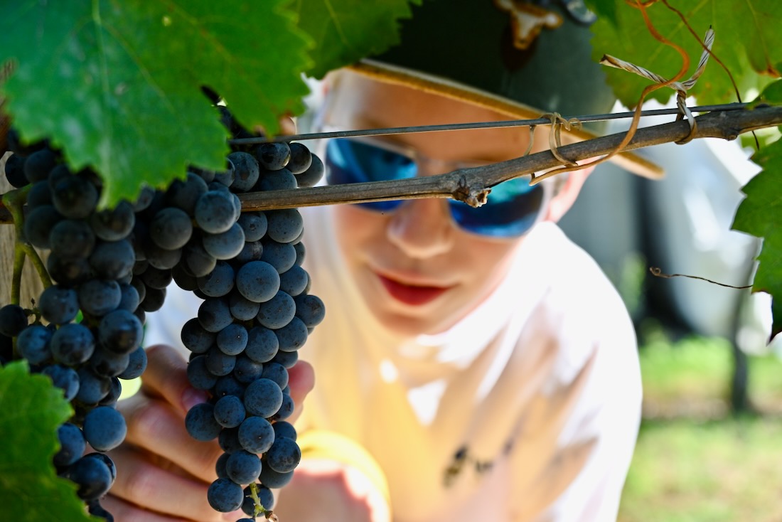 Benni pflückt Weintrauben beim Schloss Wackerbarth in Sachsen