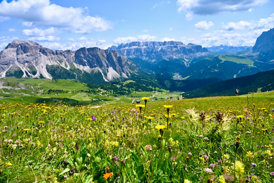 Blick durch die Blumenwiese auf der Seceda