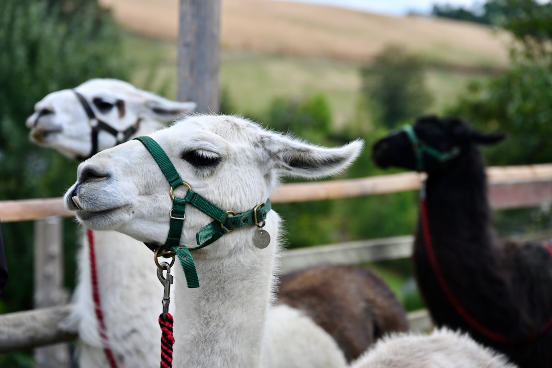 Drei Lamas von der Lamawanderung am Zeulenrodaer Meer