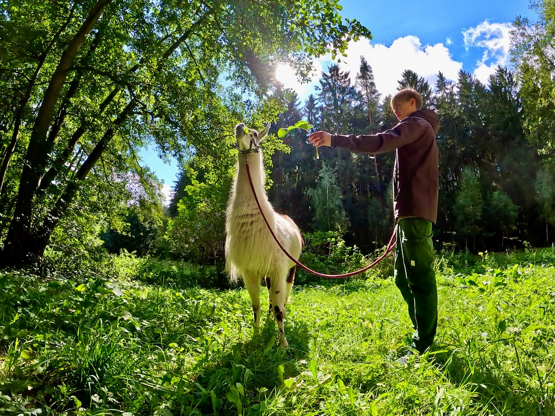 Flo füttert Lama im Vogtland