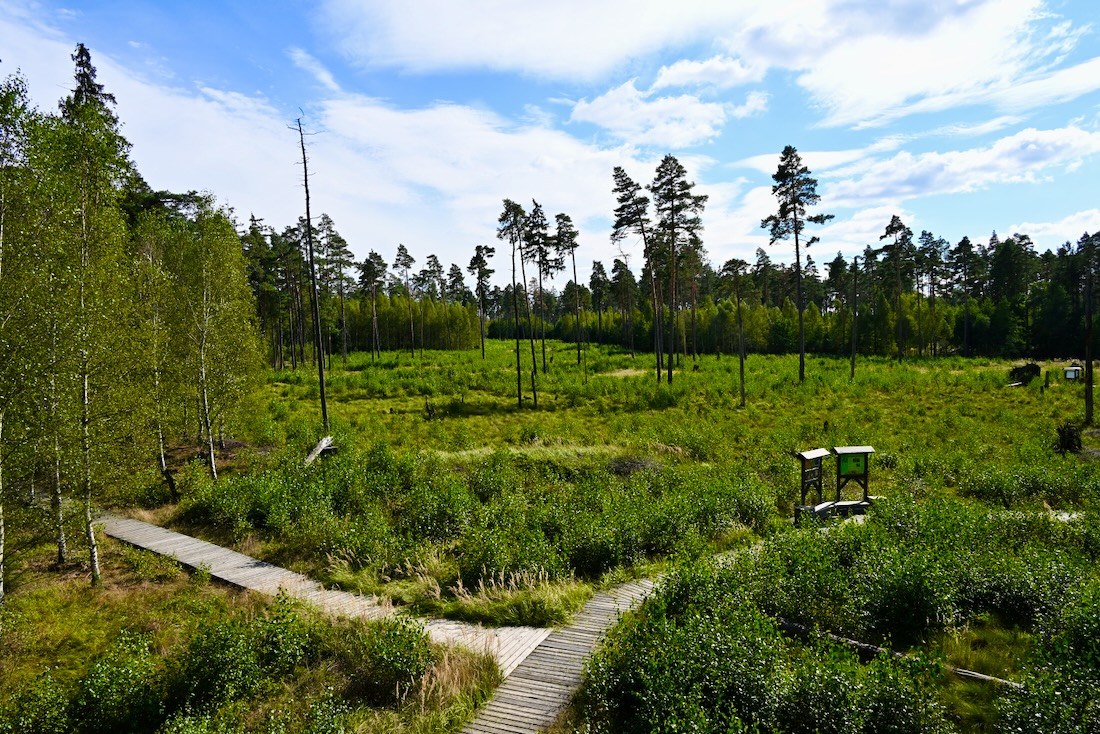 Moor vom Aussichtspunkt im Pöllwitzer Wald