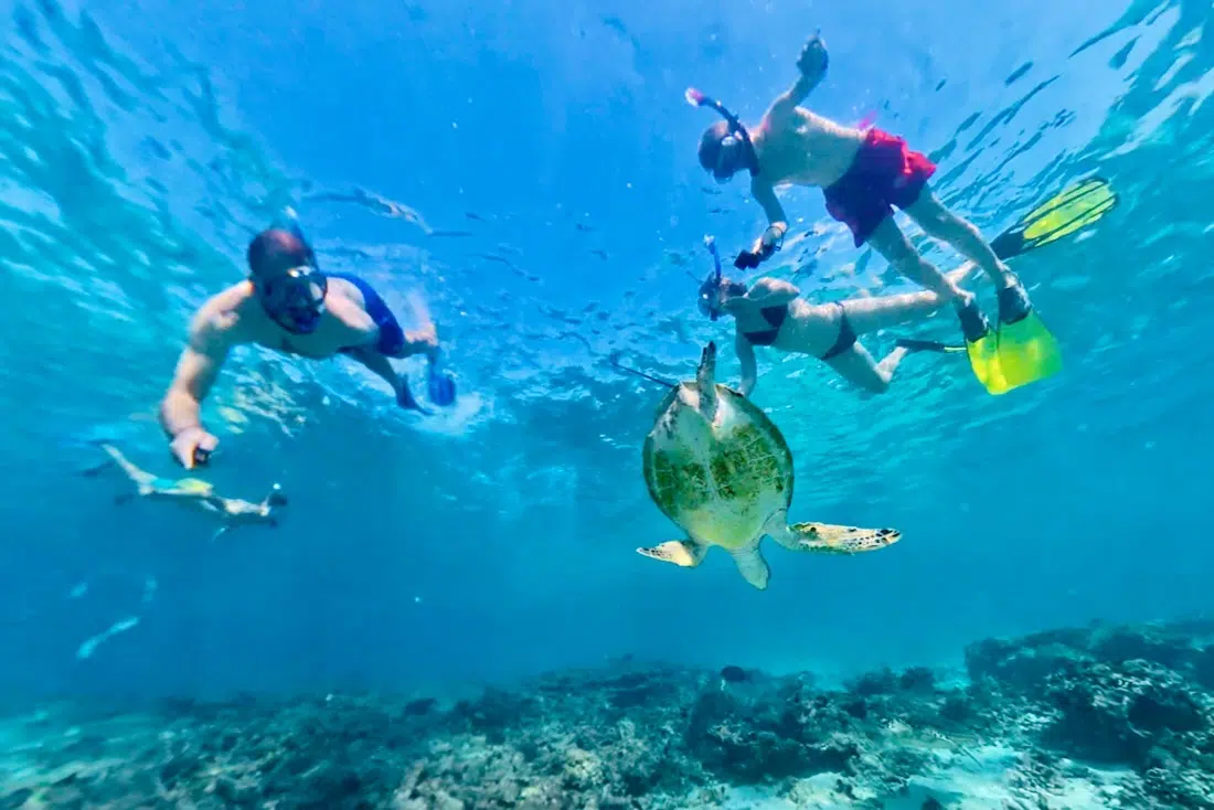 Daymaniyat Beach mit Schildkröten und Fravely