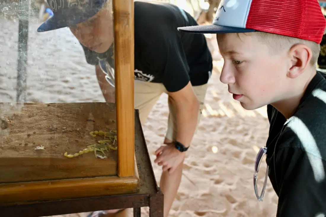 Flo und Ben bestaunen die Skorpione in der Wüste