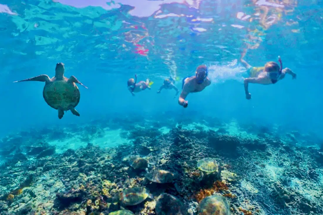 Fravely am Daymaniyat Beach mit Schildkröten