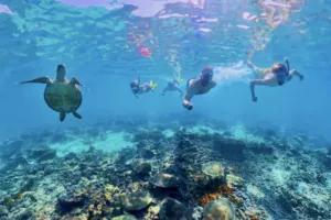 Fravely an Daymaniyat-Inseln mit Schildkröten im Wasser