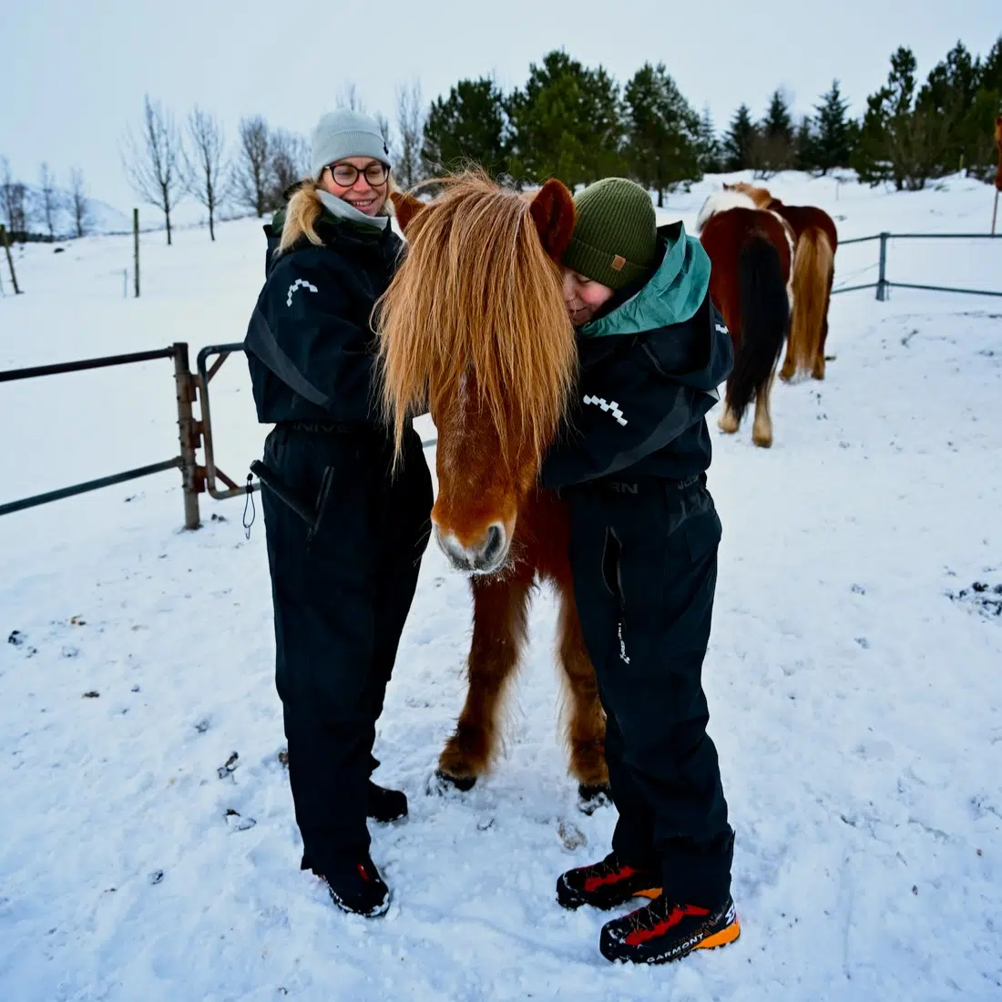 Ishestar riding Island Pferde streicheln