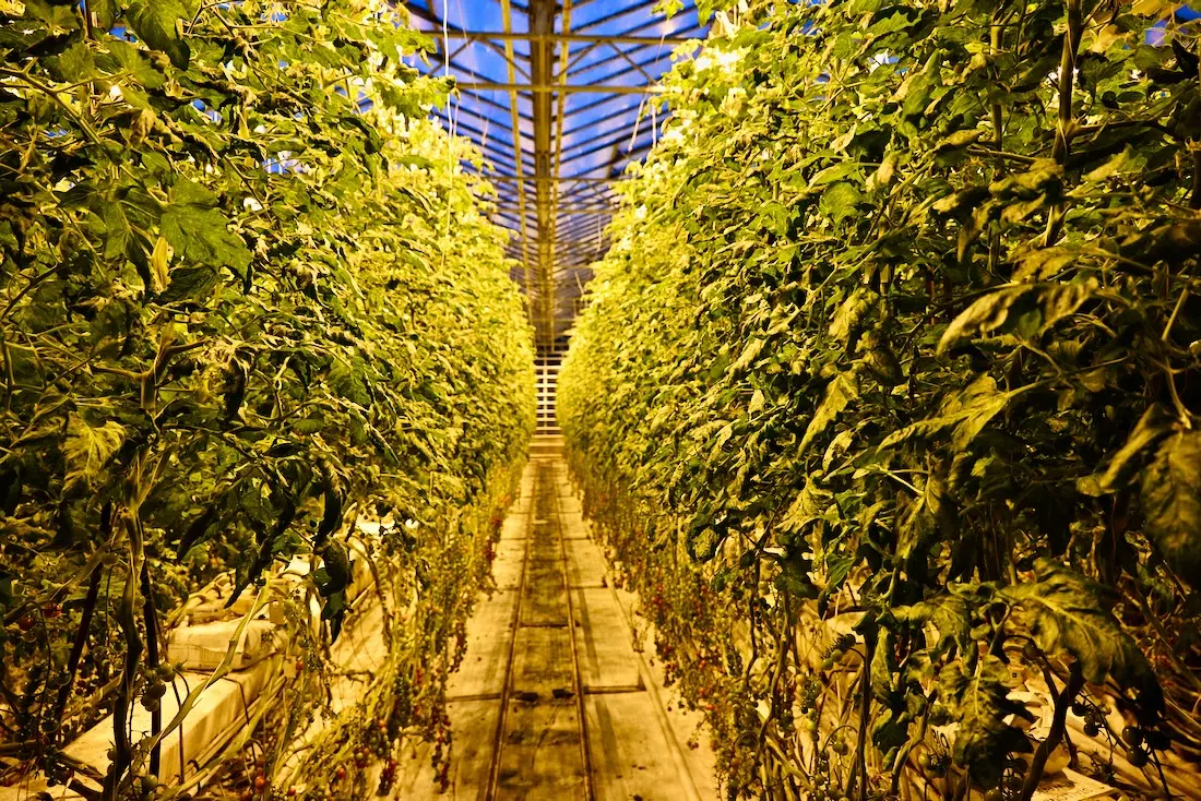 Tomatenpflanzen in Fridheimar