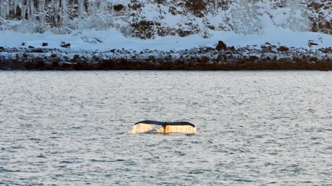 Wal bei der Tour mit Elding Whalewatching