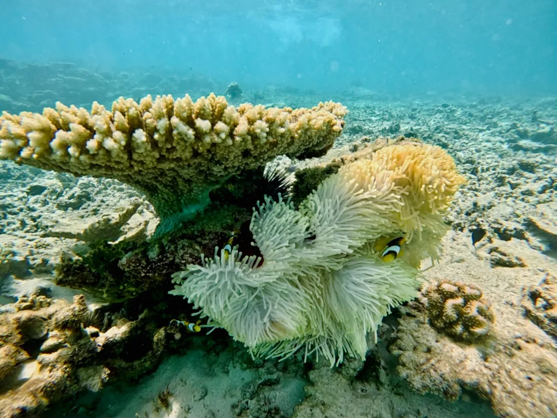 Anemone in der Riviere Banane in Rodrigues