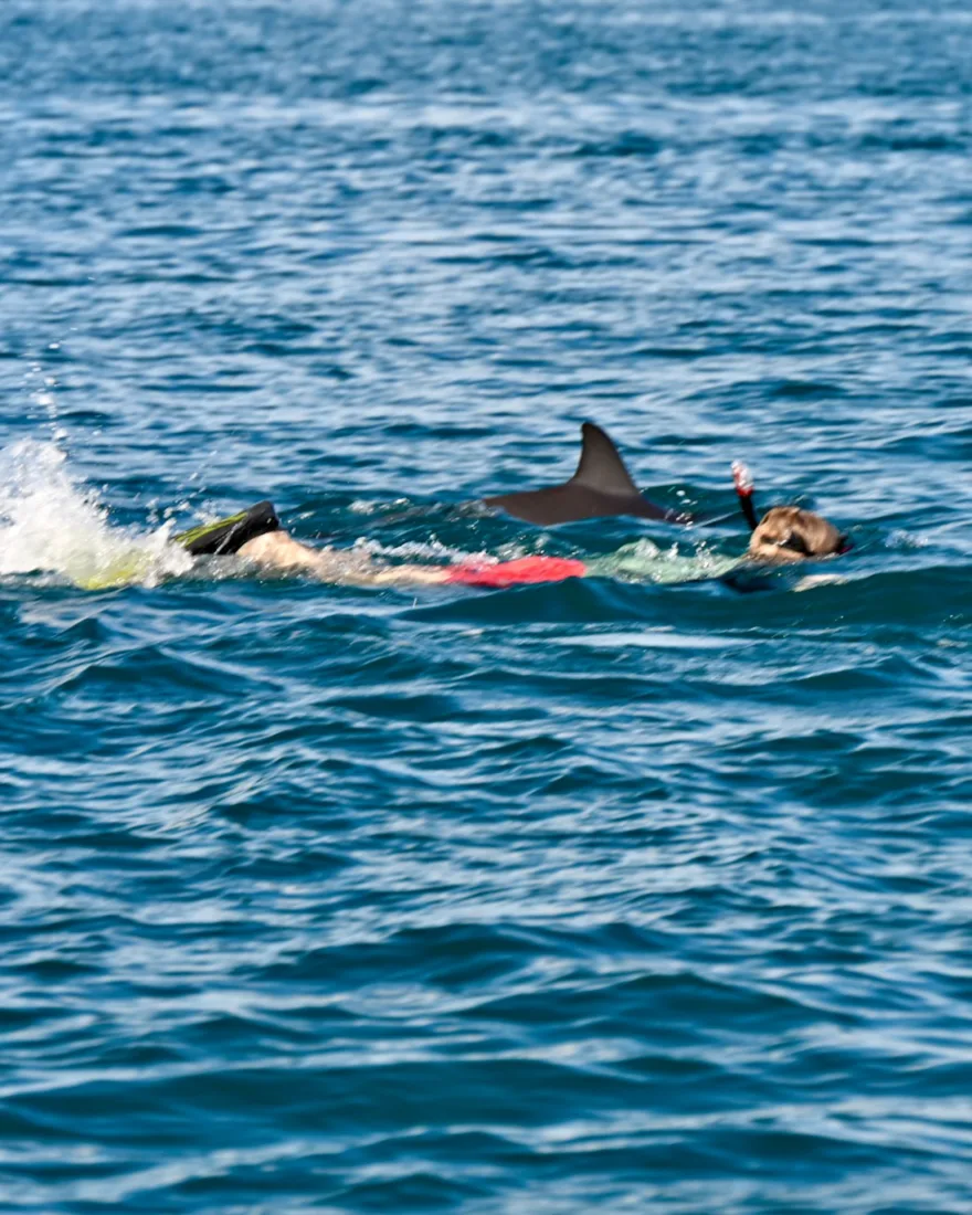 Ben schwimmt mit Delfinen auf Mauritius