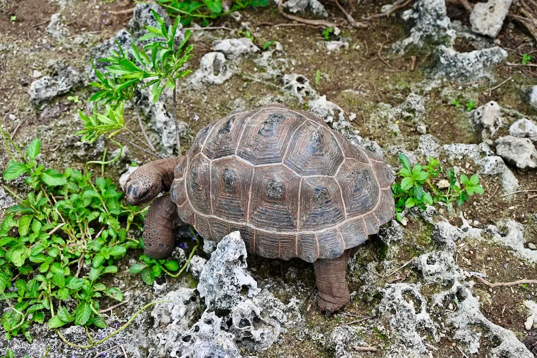 Junge Riesenschildkröte auf Rodrigues im Francois Legua Reservat