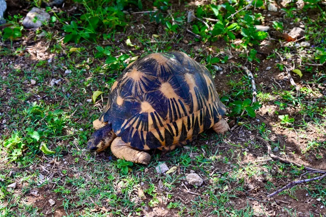 Madagassische Spinnenschildkröte im Francois Legua Reservat