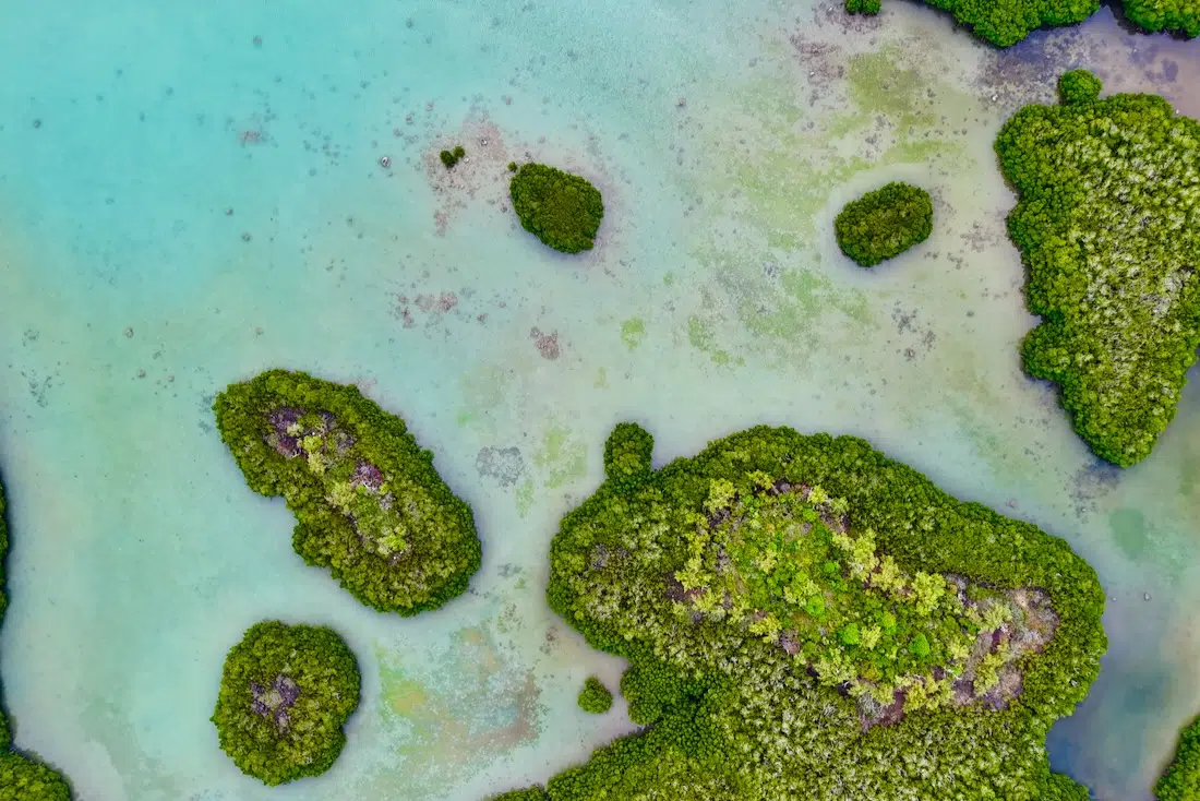 Mangroven der Iles D’Ambres