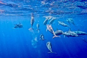 Mit wilden Delfinen schwimmen auf Mauritius - Ein unvergessliches Erlebnis