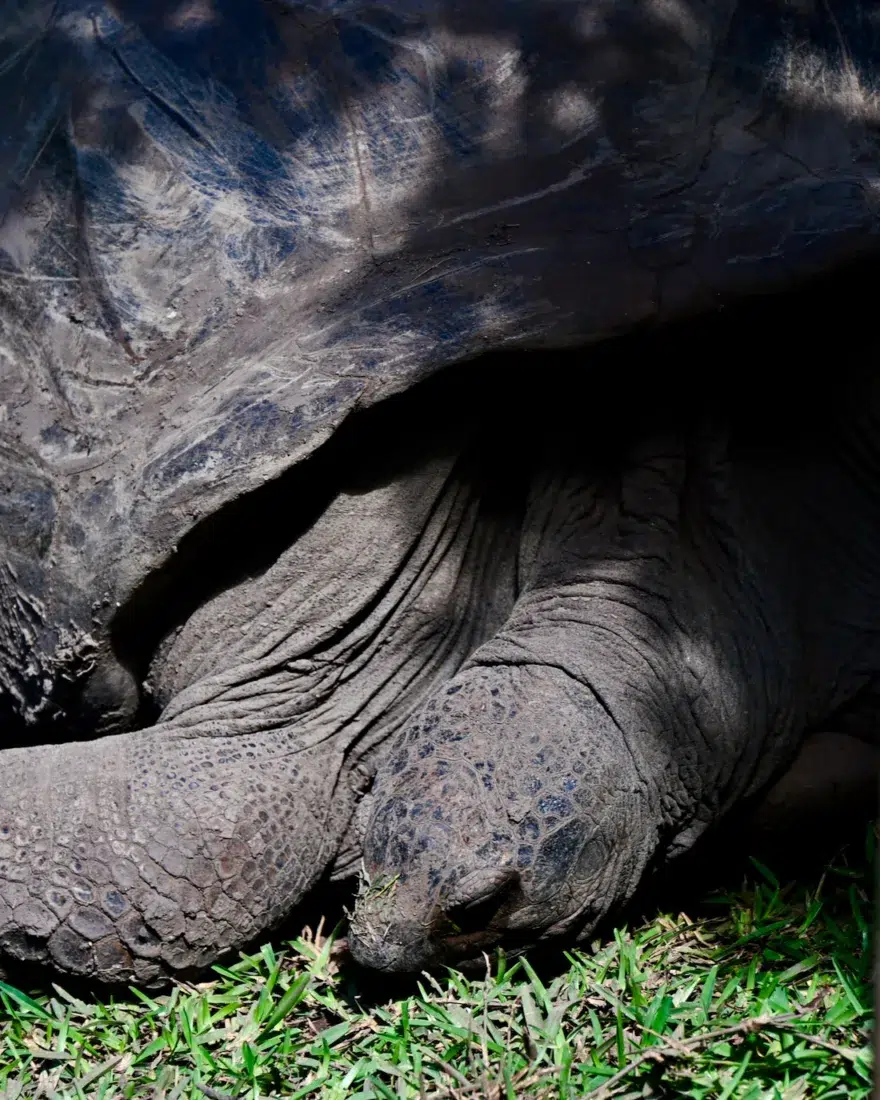 Schildkröte im Chamarel La Terre des Couleurs