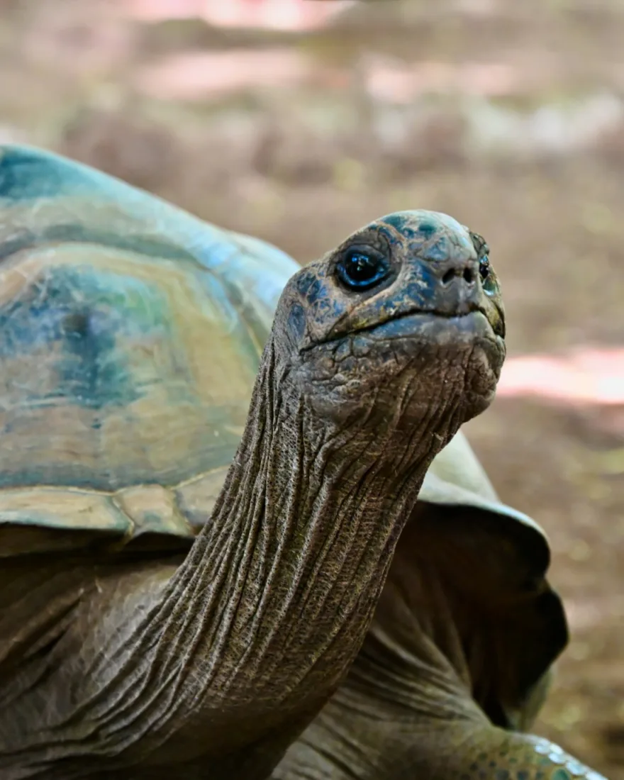 Schildkröte im Francois Leguat Reserve