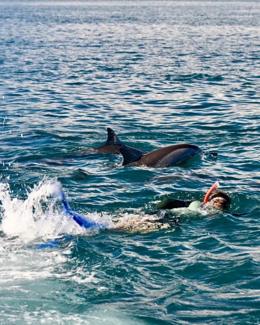 Schwimmen mit wilden Delfienen auf Mauritius