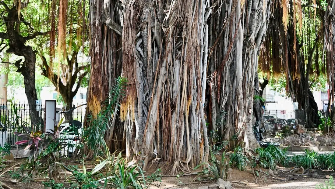 Baum in Port Louis