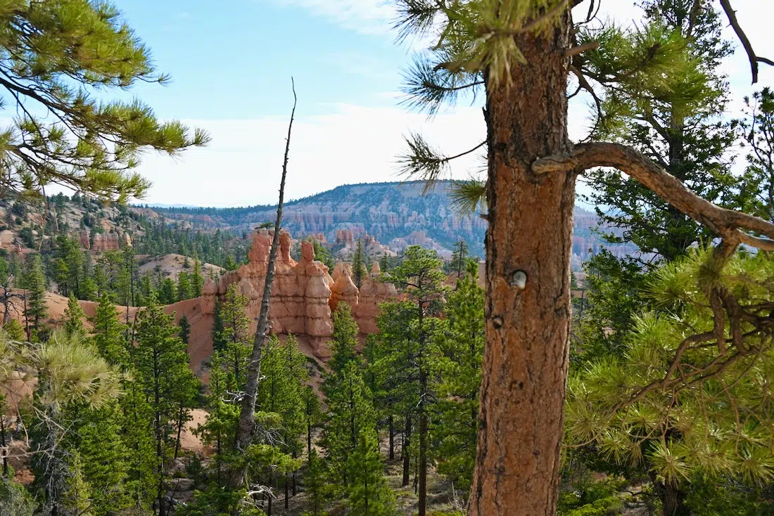 Blick in den Bryce Canyon in den USA