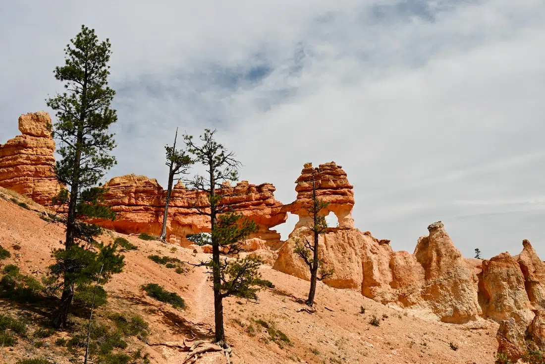 Die roten Felsen am Tropic Ditch Fall