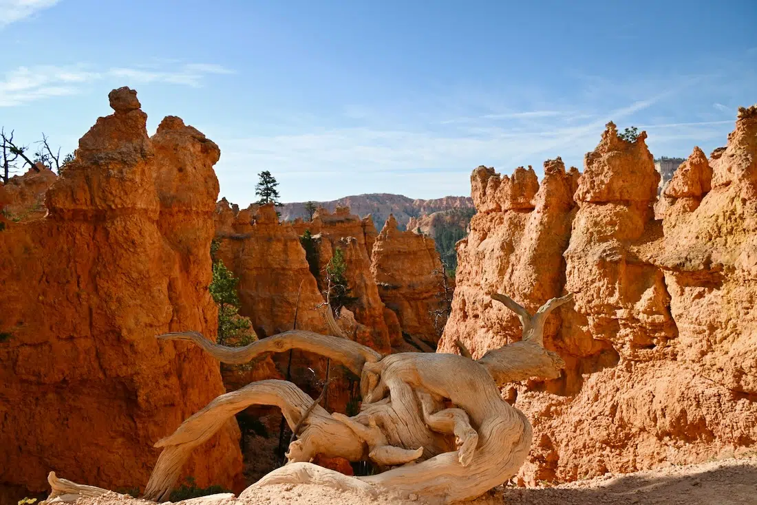 Felsen und Wurzel im Bryce National Park in Utah