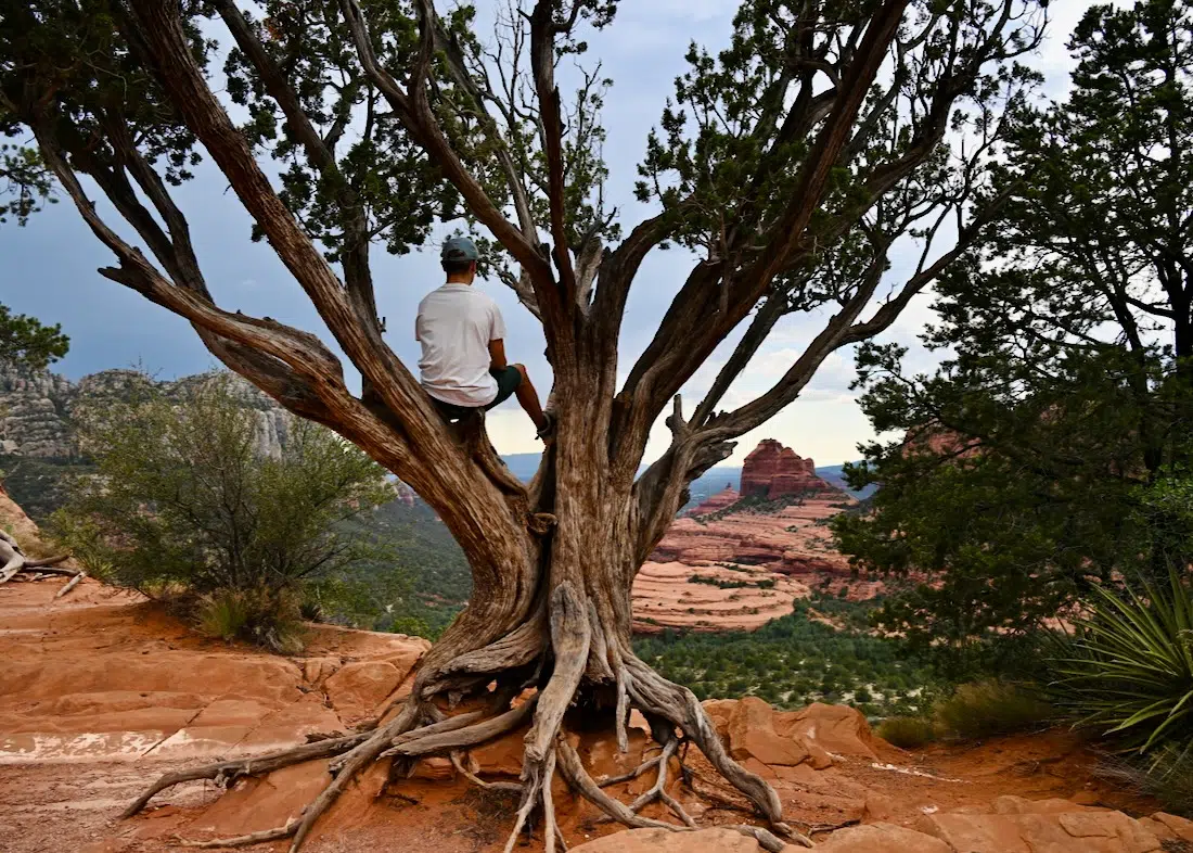 Flo sitzt auf Baum im Coconino National Forest bei Safari Jeep Tours