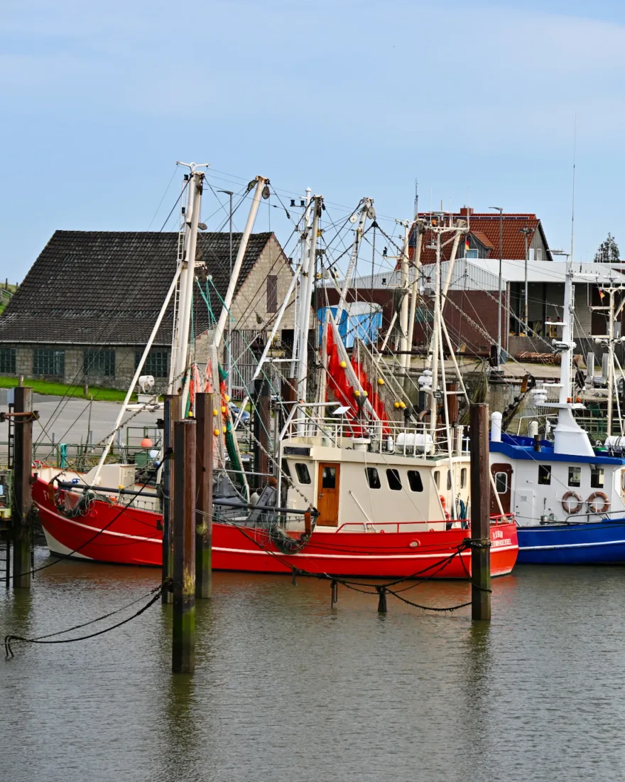 Kudder in Fedderwardersiel in Butjadingen