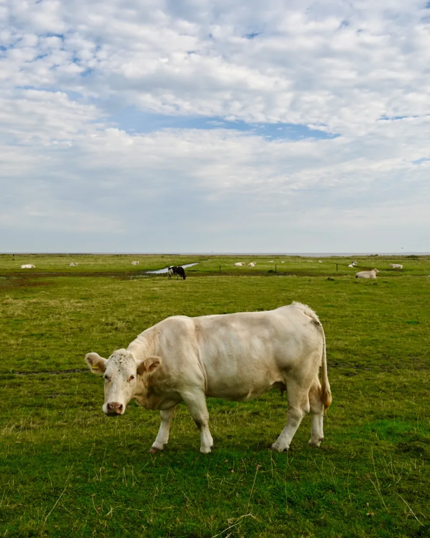 Kuh auf Butjadingen in Niedersachsen