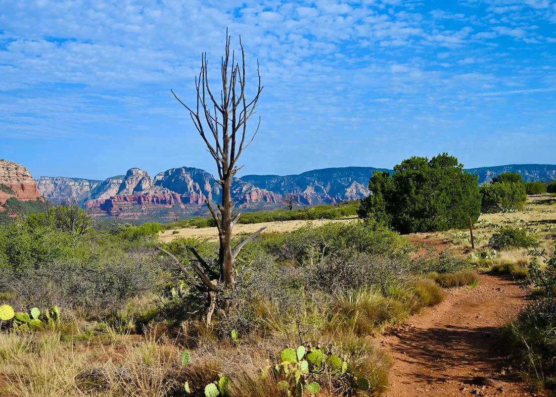 toter Baum vor Landschaft vom Coconino National Forest