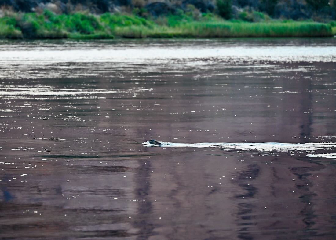 Biber in Colorado River