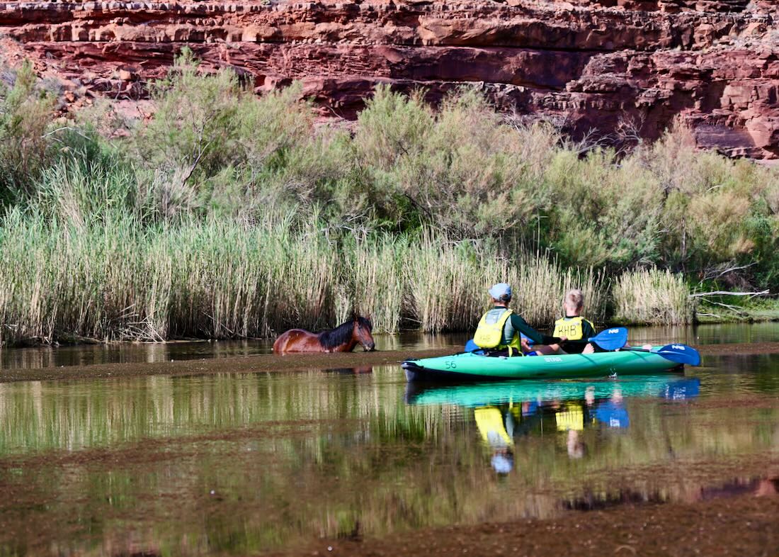 Flo und Ben paddeln im Colorado River und sehen Wildpferd im Wasser