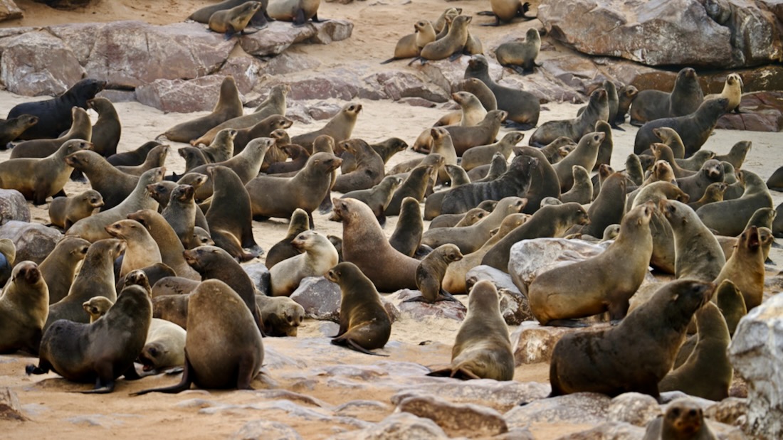 Die Robben am Cape Cross in Namibia in Namibia